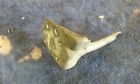 74533-75b H-d Stock Harley Shovelhead