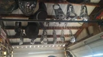 Primary Covers (inner&outer) For H.d. Motorcycles (many Models). Fixed Price $250.00.
