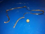 36659-94503 13979-37400 Seal For Cover Suzuki 115HP DT115? 100HP?. Fixed Price $19.54.