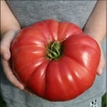 Giant Delicious Tomato 30 - 4000 Seeds World Record 7 Lbs 12 Oz! Big Heirloom. Fixed Price $17.17.
