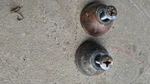 1983 Honda ATC185S Oem Handlebar End Cap Cover. Fixed Price $35.00.