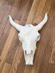 Steer Skull 19 Tall Horns White Cow Bull Western Southwest Realistic. Fixed Price $36.00.