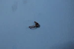 Nos Yamaha DT2 DT3 RT1 RT2 RT3 YS220 Decomp Spring #90508-10183-00. Fixed Price $12.95.